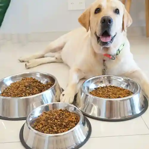 platos de acero inoxidable para perro en aliexpress